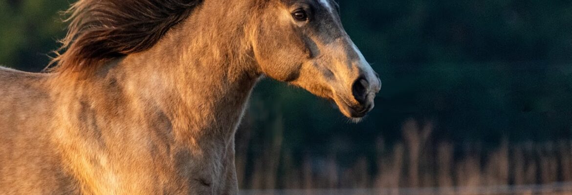 Beached Paws Photography