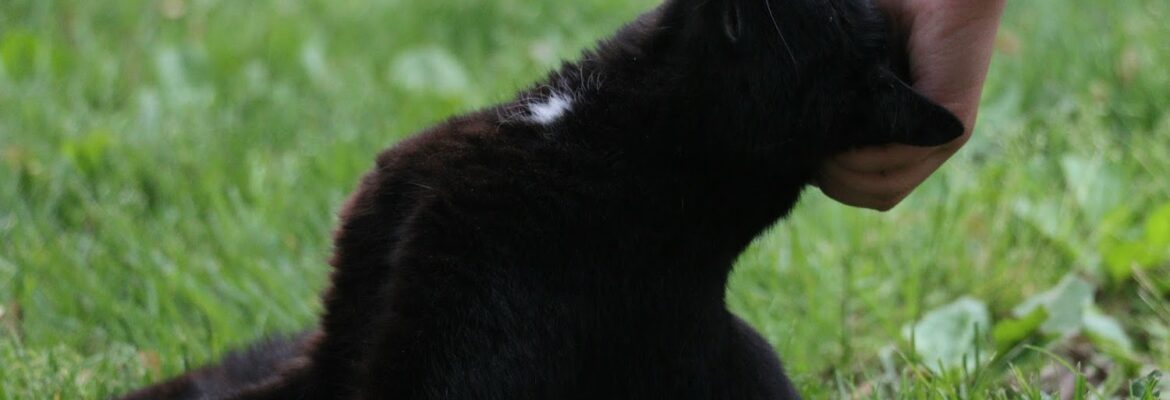 Lehr Pet Photography