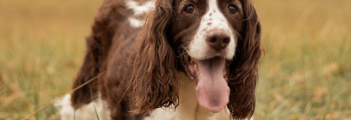 Sarah Strickland Photography