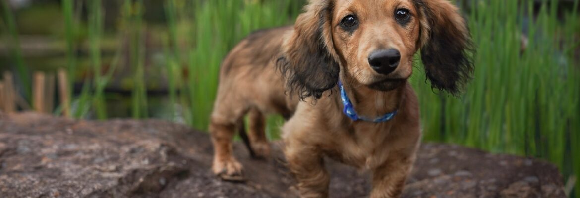 Wiggle Butts Pet Photography