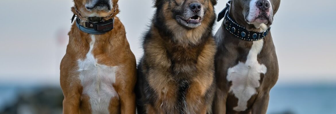 PAWS Imagery
