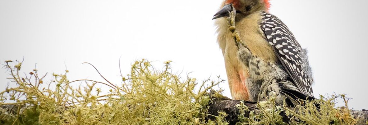 Marcelo Rescala Photography