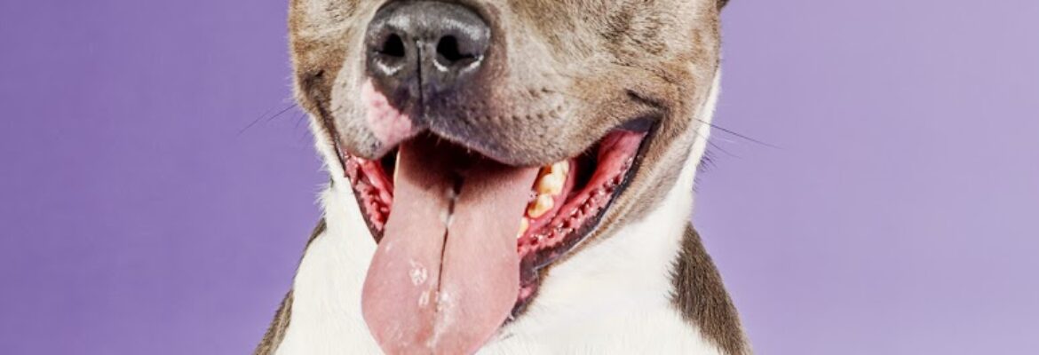 Animalia Ti Chu Photography