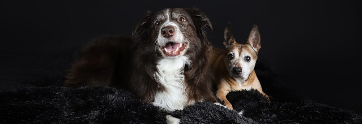 Royci’s Pet Studio