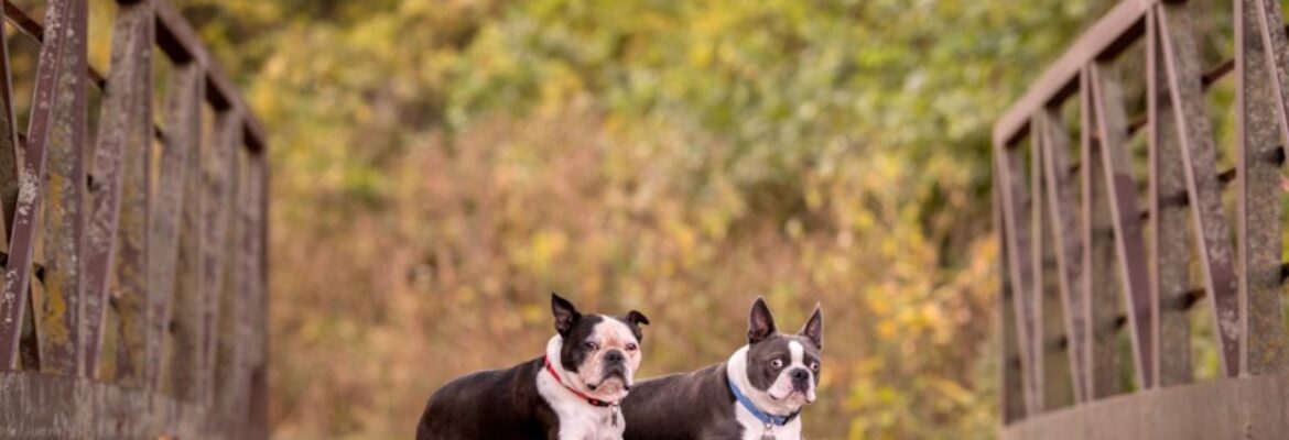 Arf & Wag Studio – Pet Photography