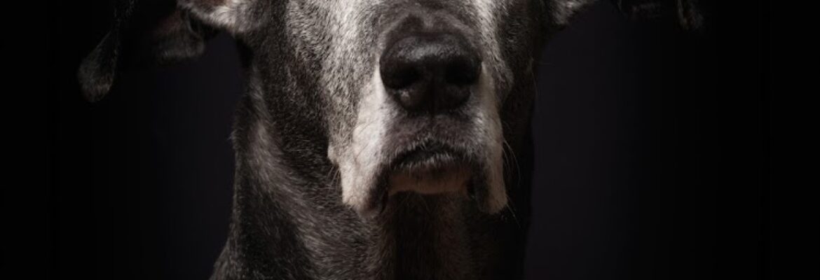 John Borys Photography — Home of furbabyfinephotography.com. professional-dog-photographer.com and photography-teacher.com
