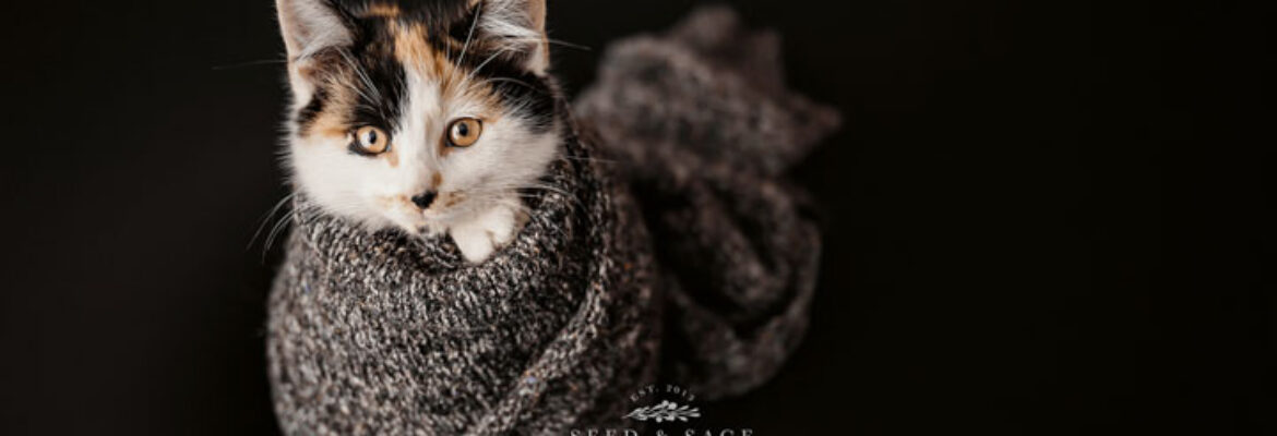 Seed & Sage Photography