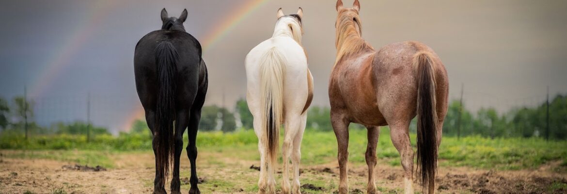 Mica Partain Photography