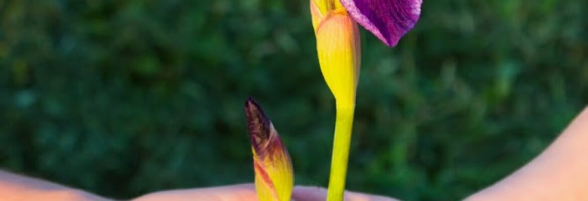 Buderfly Photography