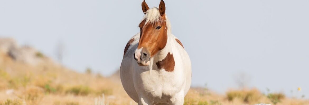 Nicole Cranford Photography