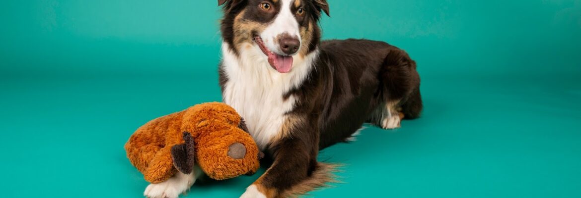 Furever Photos by Half Lime Designs | Half Lime Designs