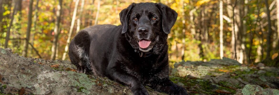 Donna Kelliher Photography