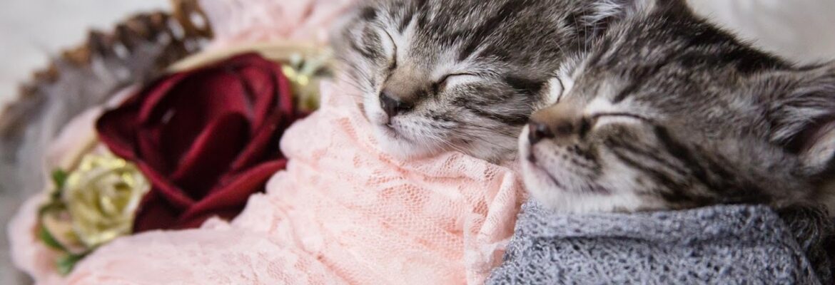 Tangled Love Photography