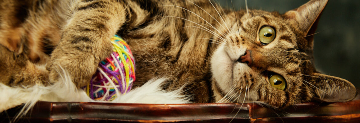 Furbaby Pix by Carol A Mueller, Cat Photographer in 32210 Jacksonville, Florida