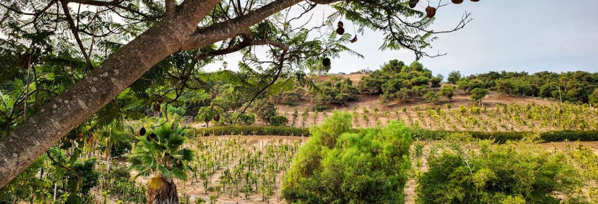 Blue Dragon Drone and Photography Services