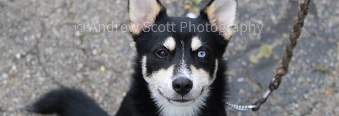 Andrew Scott Photography