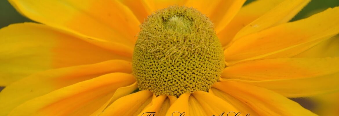 Azzarello Photography Studio