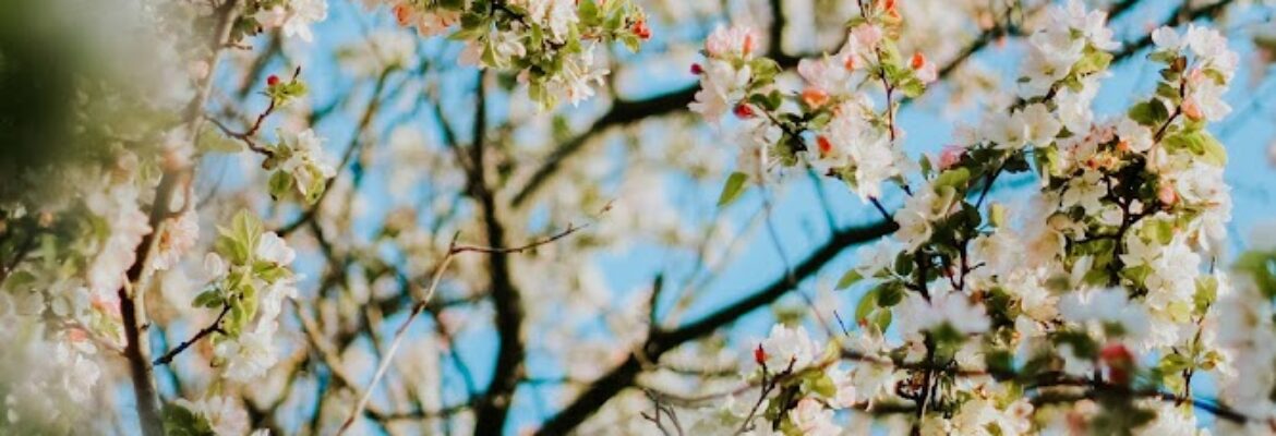 Sarah Jarvis Photography