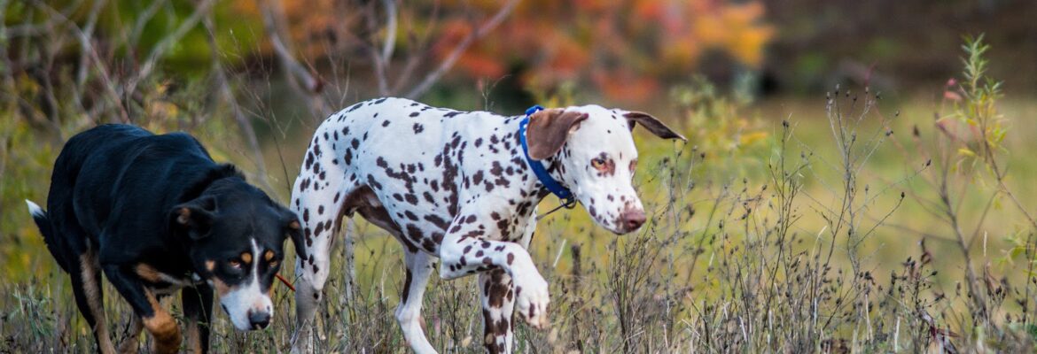 Nickel and Dime Photography