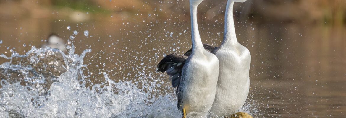 KS Nature Photography