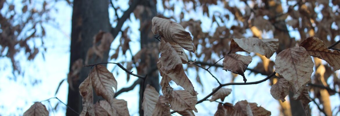 Dylan’s Photography