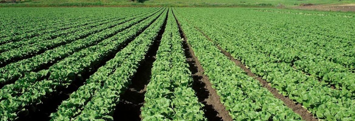 Eagle Visions Photography