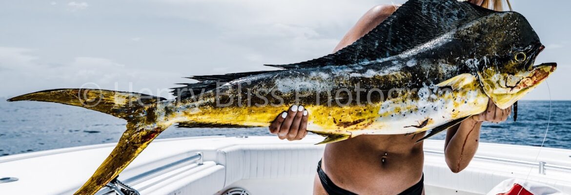 Henry Bliss Photography