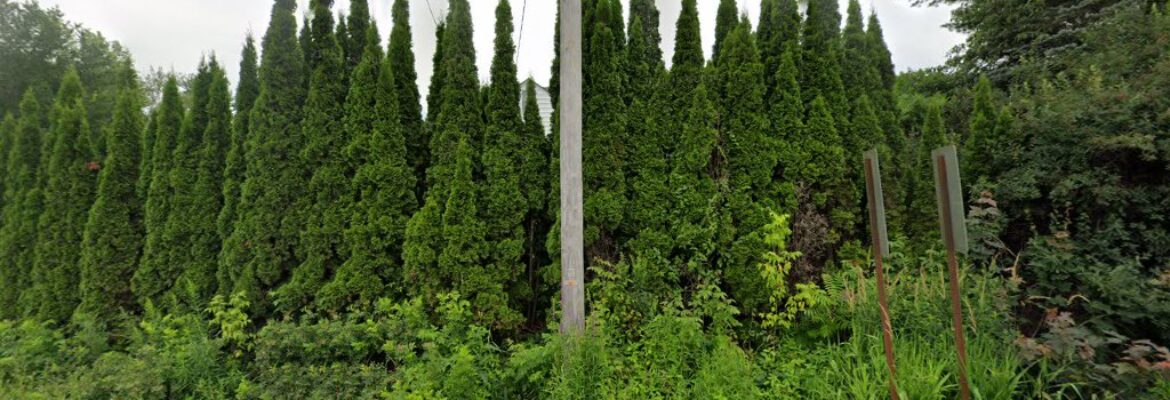 Bell Imaging & Design